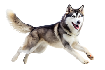 Husky dog running with mouth open and tongue out isolated on a transparent background sprinting gray