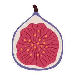 Simple fig slice illustration. Fresh fig fruit cut in half. Healthy food concept. Minimal flat vector design for interior, poster, cover, banner. Isolated on white background.