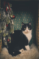 Domestic cat felis catus posing in christmas decoration for portrait