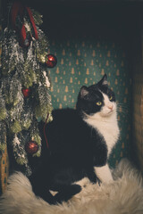 Domestic cat felis catus posing in christmas decoration for portrait