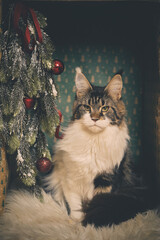 Domestic cat felis catus posing in christmas decoration for portrait