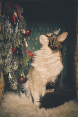 Domestic cat felis catus posing in christmas decoration for portrait