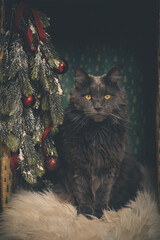 Domestic cat felis catus posing in christmas decoration for portrait