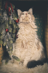 Domestic cat felis catus posing in christmas decoration for portrait