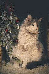 Domestic cat felis catus posing in christmas decoration for portrait