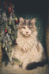 Domestic cat felis catus posing in christmas decoration for portrait