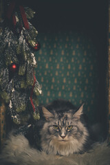 Domestic cat felis catus posing in christmas decoration for portrait