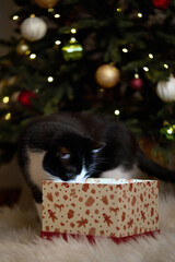 Domestic cat felis catus posing in christmas decoration with gift box