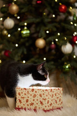 Domestic cat felis catus posing in christmas decoration with gift box