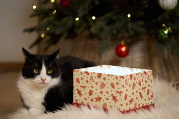 Domestic cat felis catus posing in christmas decoration with gift box