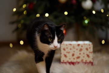 Domestic cat felis catus posing in christmas decoration with gift box