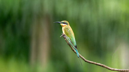 Blue-tailed Bee-eater. One of the most colorful bird in Sri Lanka. © Saminda
