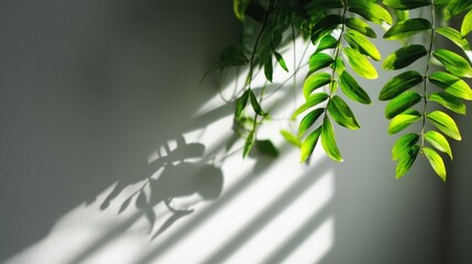 Aesthetic houseplant foliage and window light interplay casting geometric shadows