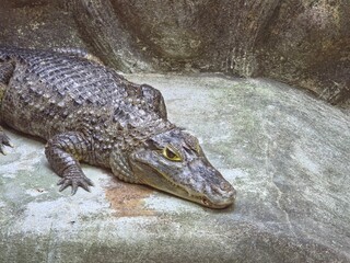 A dwarf caiman resting on a textured concrete surface within an enclosure. T