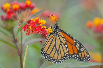 Obraz premium Monarch Butterfly on Butterfly Milkweed Flower in Late Summer