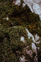 rock and moss detail during a outdoor trekking in a natural forest environment. Shot in the Lepini Mountains, Lazio, Italy.
