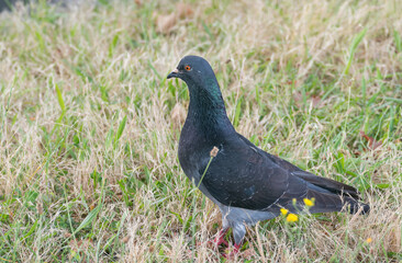 Obraz premium Rock pigeon standing in dry autumn grass