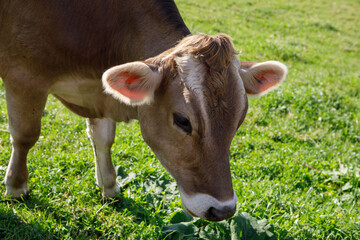 Close Up Of Brown Swiss Cow Grazing In Green Bavarian Meadow