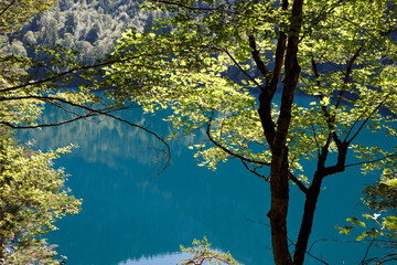 Turquoise Waters Of Alpsee Lake Through Green Trees in Schwangau, Germany