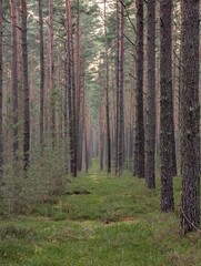 A stunning forest landscape with tall, slender trees aligned. The verdant undergrowth adds to the serene ambiance