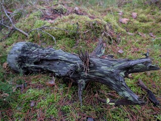 The gnarled old tree trunk rests on a carpet of moss, showing the passage of time