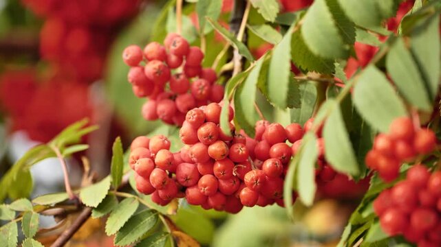 Rowan berries growing on mountain ash tree branch during autumn season