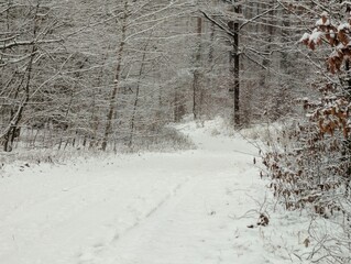 A snow-covered pathway winding through a winter wonderland forest. The trees are heavily laden with fresh snowfall, creating a serene and picturesque scene.