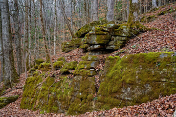 Large boulder wall in the forest
