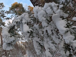 Snow-covered pine tree branches against a soft blue sky, a winter wonderland. The snow adds a soft texture to the needles and the bough. The winter scene brings a sense of peace