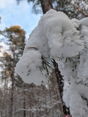A snow-covered tree branch in a winter forest, showcasing the beauty of the season. The branch is laden with fresh snow, creating a serene and picturesque landscape