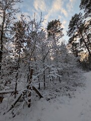 A snowy winter landscape featuring trees and a serene atmosphere. The trees are covered in fresh snow, creating a beautiful contrast against the sky. 
