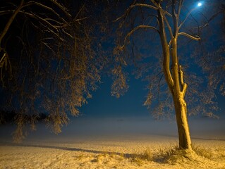 A serene winter night scene with a tree and soft glow