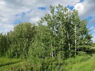 Fototapeta premium Green Trembling Aspen Trees in Early Summer at Nose Hill Park, Calgary, Canada