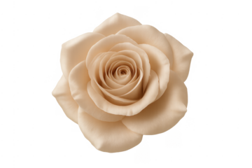 Peach rose blooming isolated on transparent background