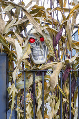 Dried corn stalks on a wrought iron fence with a decorative plastic skeleton skull with bright red eyes looking out, as a Halloween creepy scary background
