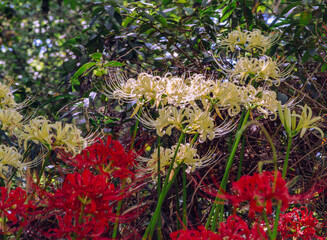 華麗な曼珠沙華3ー25