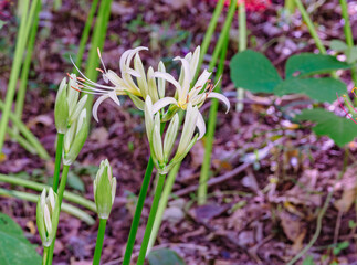 華麗な曼珠沙華3ー24