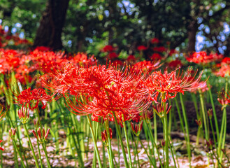 華麗な曼珠沙華3ー16