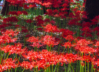 華麗な曼珠沙華3ー14