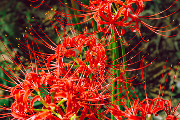 華麗な曼珠沙華3ー13