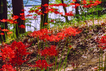 華麗な曼珠沙華3ー12