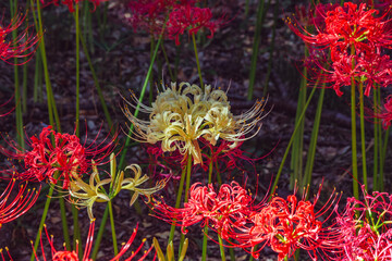 華麗な曼珠沙華3ー10