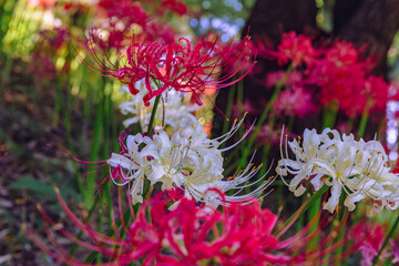 華麗な曼珠沙華3ー1