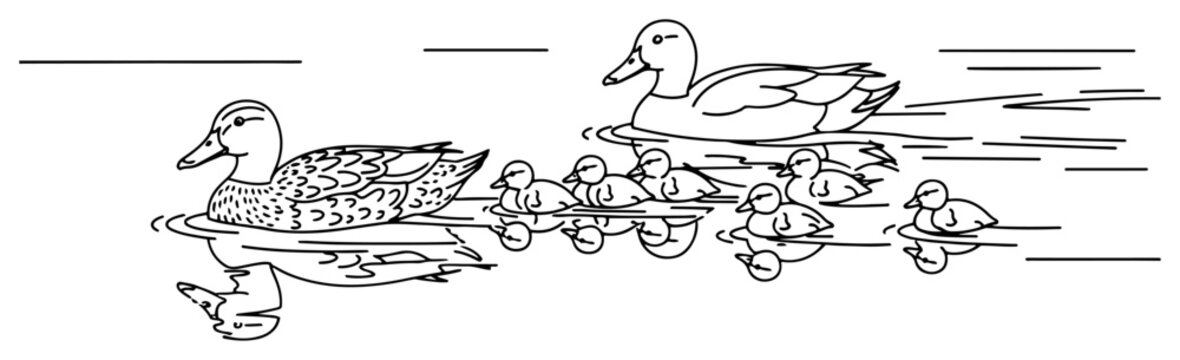 Duck family swimming in water with ducklings following mother