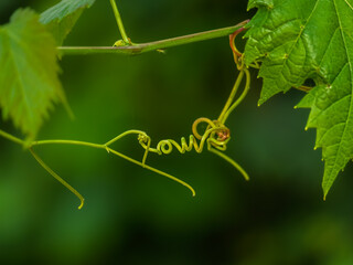 Twisted Vine Detail Symphony In Green