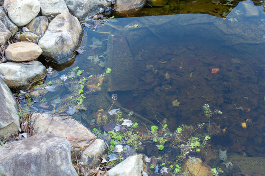 Clear water pond edge with submerged aquatic plants, fallen leaves, and natural rocks, reflecting tranquility and serene natural beauty in a shallow forest stream or garden feature.