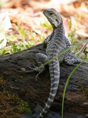Fototapeta premium A water dragon - a small reptile with striped grey skin