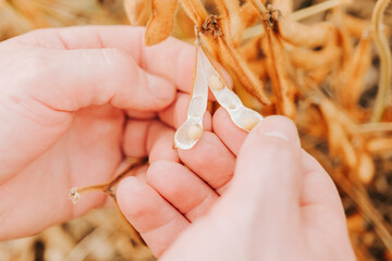 Soy.Hand Inspecting Ripe Soybean Pods on Plant.Hand Holding Soybeans on Soybean Field.Hands Holding Open Soybeans Pod. Soybean crop.Hand Examining Soybeans on Plant in Field. 