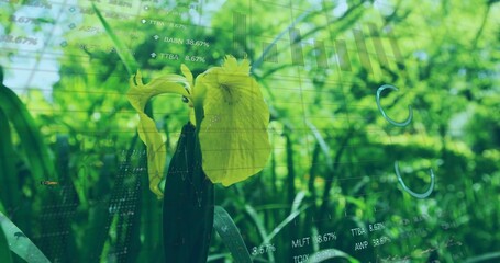 Displaying yellow iris blossom and closed bud shining in outdoor garden, with financial overlay