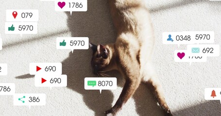 Stretching brown point-colored cat basking in sunlit room, with floating social-media badges